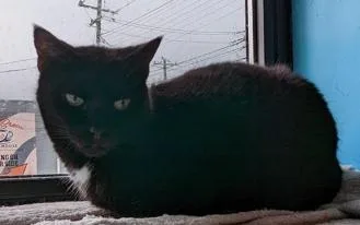 A senior medium-sized male Black Domestic Short Hair cat named Xavier for adoption in Cincinnati, OH