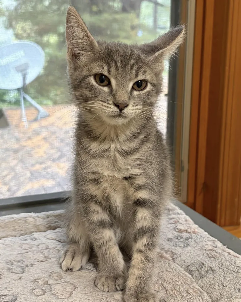 A baby medium-sized male Tabby (Gray / Blue / Silver) Domestic Short Hair cat named GoGurt for adoption in Breinigsville, PA