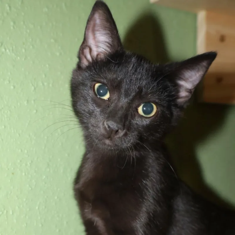 A baby medium-sized female Black American Shorthair cat named Pixel for adoption in Schertz, TX