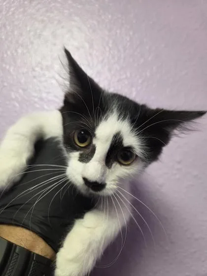 A baby small-sized female Black Domestic Short Hair cat named 61514904 for adoption in El Paso, TX