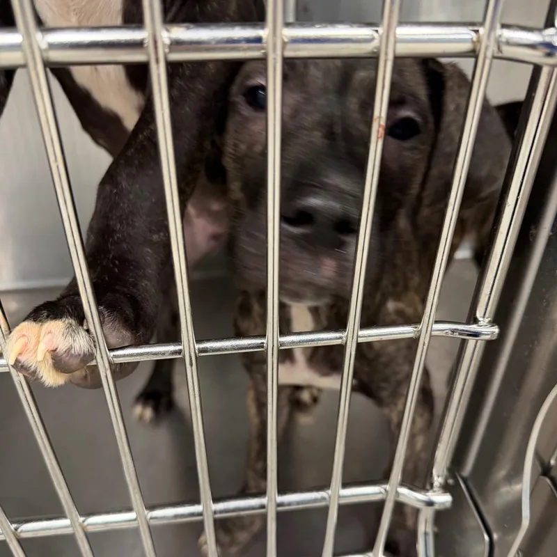 A baby small-sized male Brindle Mixed Breed dog named Foggy Day for adoption in Greensboro, NC