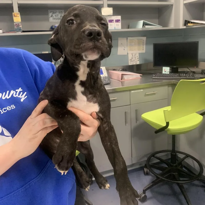 Foggy Day thumbnail 2