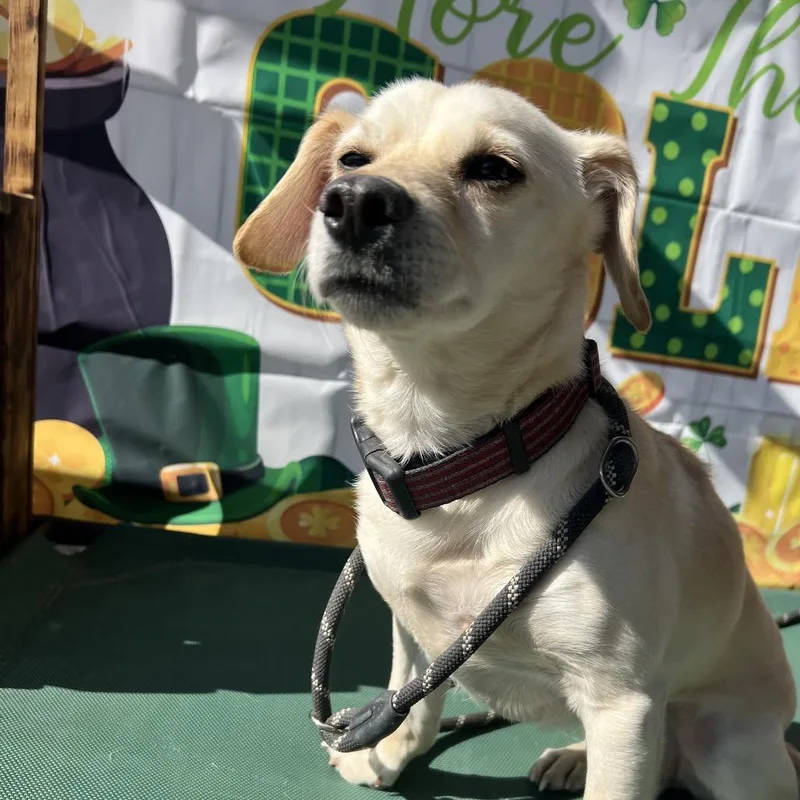 An adult small-sized male Yellow / Tan / Blond / Fawn Chihuahua dog named Robbie for adoption in Aledo, TX