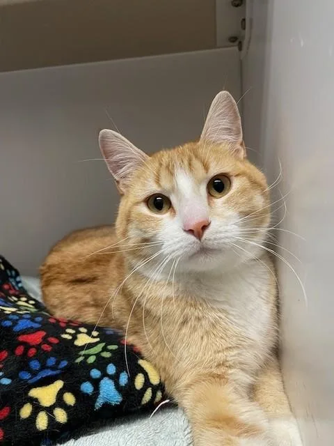 A young medium-sized male Orange & White Domestic Short Hair cat named Odie for adoption in Hayward, WI