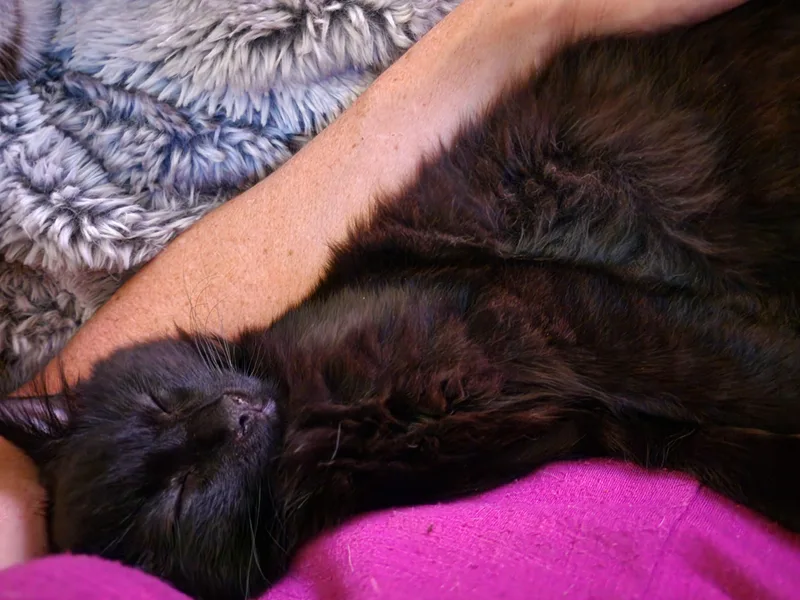 Biscuits thumbnail 4