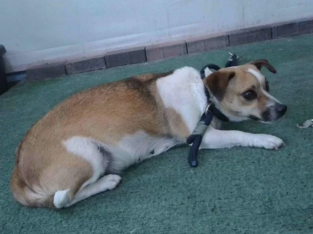 An adult small-sized female Chihuahua dog named Samantha for adoption in Baldwin Park, CA