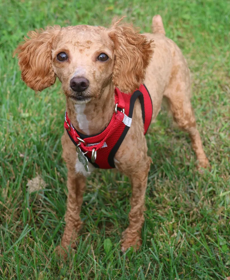 A baby small-sized female Miniature Poodle dog named Luna for adoption in Harrison, NY