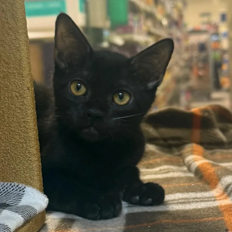A baby small-sized female Black Domestic Short Hair cat named Patsy for adoption in Desert Hot Springs, CA
