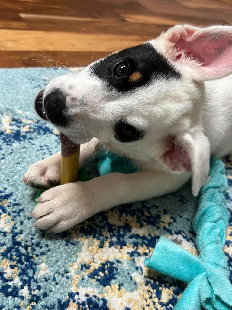 A baby medium-sized female Australian Shepherd dog named Sundae for adoption in Bristol, WI