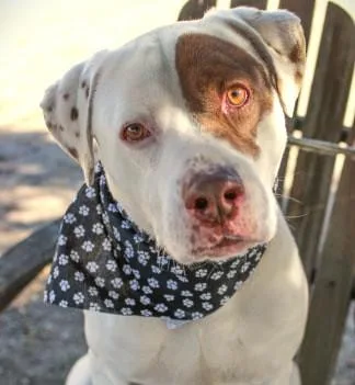 A senior large-sized male Labrador Retriever dog named Johnny for adoption in Ventura, CA