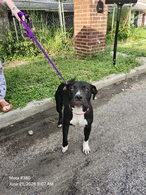 An adult medium-sized female American Staffordshire Terrier dog named Storm for adoption in San Antonio, TX