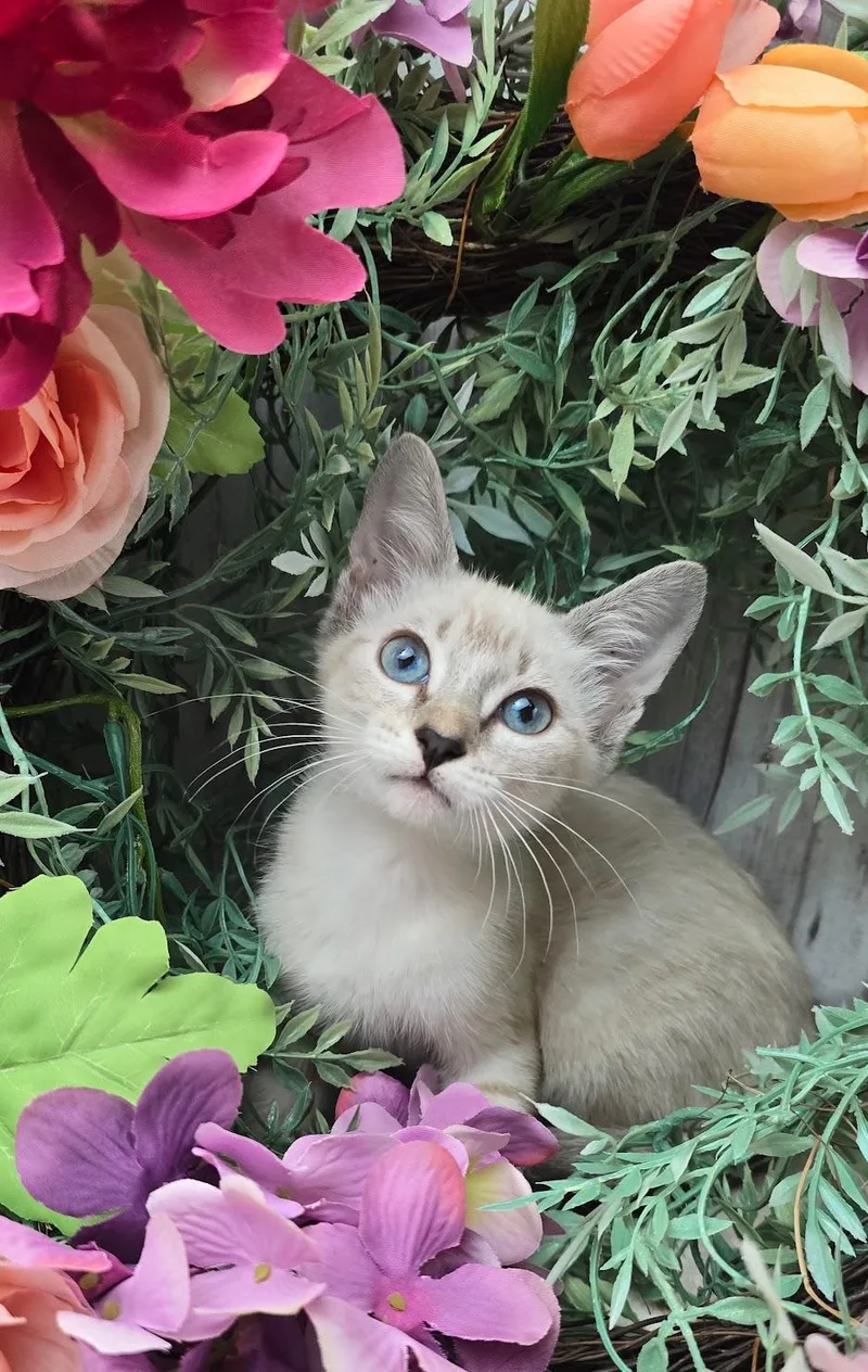 A baby small-sized female Cream / Ivory Siamese cat named Clementine for adoption in Ocean Springs, MS