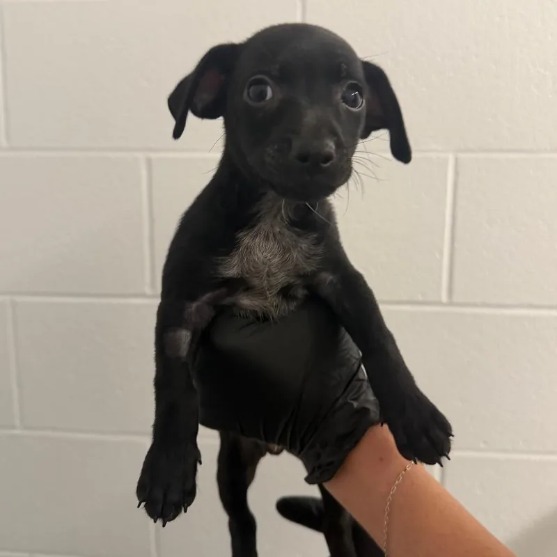 A baby small-sized male Chihuahua dog named Nico for adoption in West Palm Beach, FL