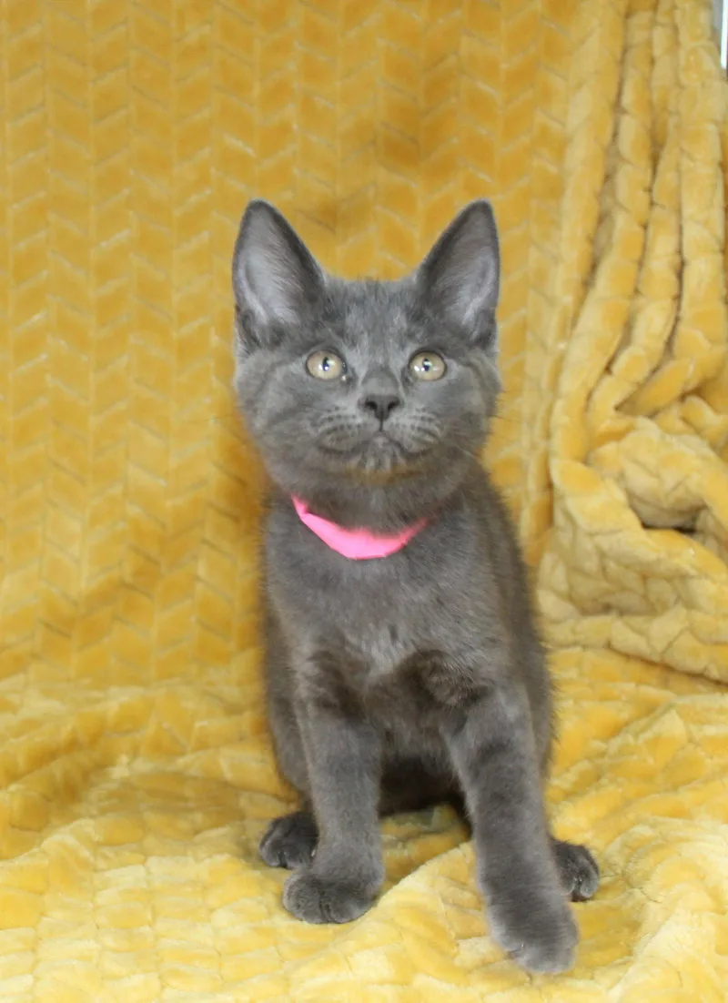 A baby medium-sized female Gray / Blue / Silver Domestic Short Hair cat named Jordan for adoption in Prattville, AL