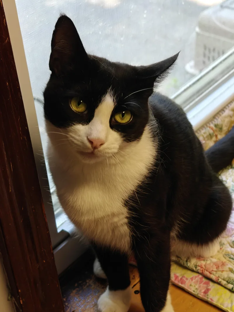A young medium-sized female Domestic Short Hair cat named Madame Butterfly for adoption in New Britain, CT