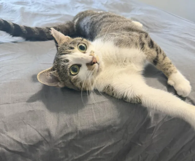 An adult medium-sized female Domestic Short Hair cat named Maggie for adoption in Grovetown, GA