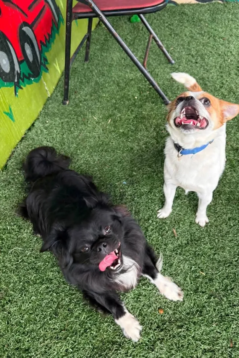 An adult small-sized male Black Pekingese dog named Pow for adoption in Vandergrift, PA