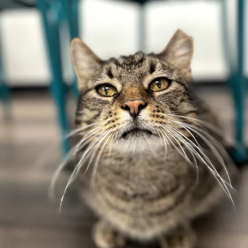 An adult medium-sized male Brown / Chocolate Domestic Short Hair cat named Walter for adoption in Garfield, AR