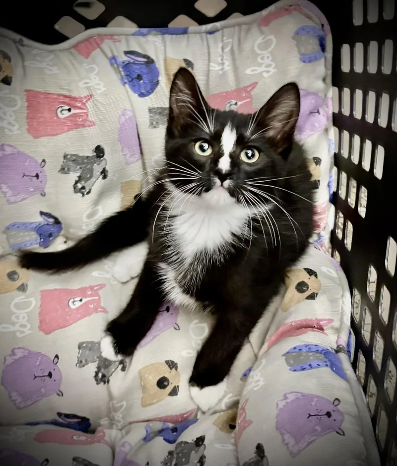 A baby small-sized male Black & White / Tuxedo Domestic Short Hair cat named Waffles for adoption in Arlington, TX