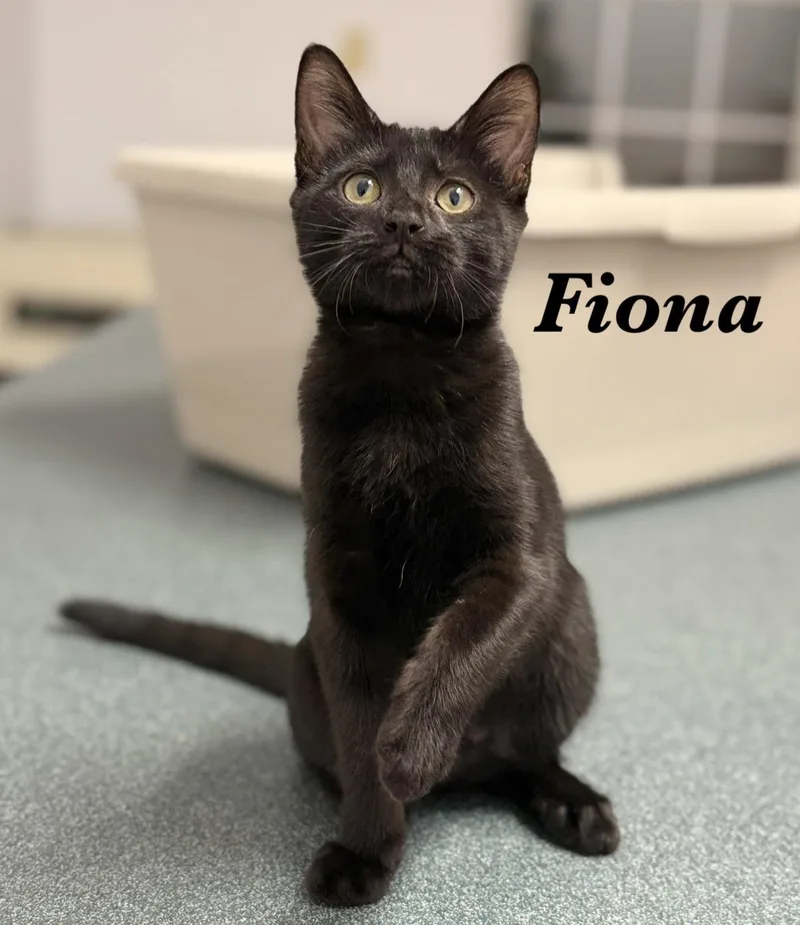 A baby medium-sized female Black Domestic Short Hair cat named Fiona for adoption in Pawleys Island, SC