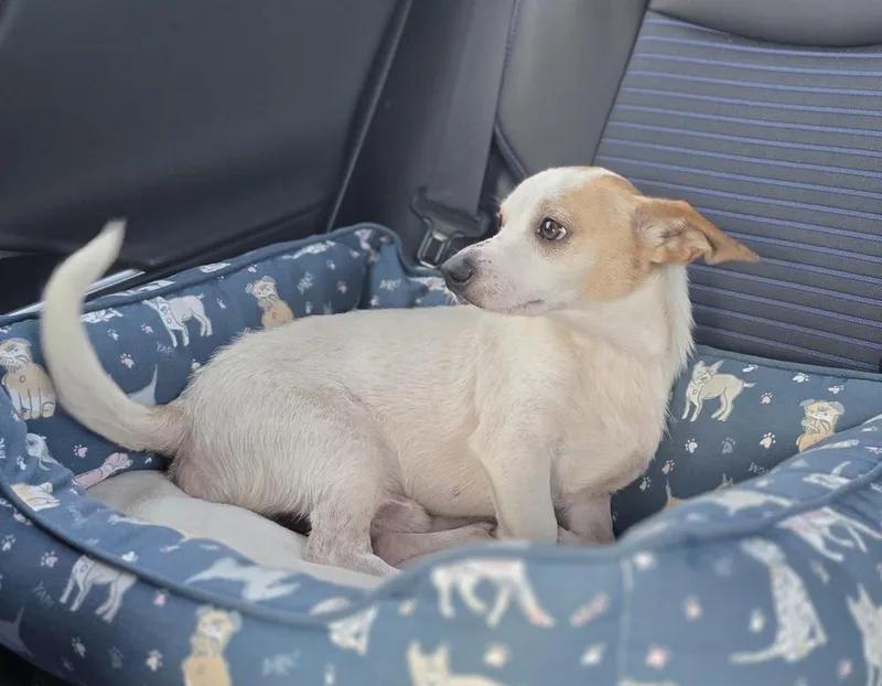 An adult small-sized male Dachshund dog named Trevor for adoption in Bonifay, FL