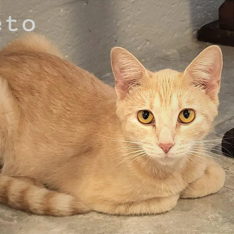 Cheeto thumbnail 2