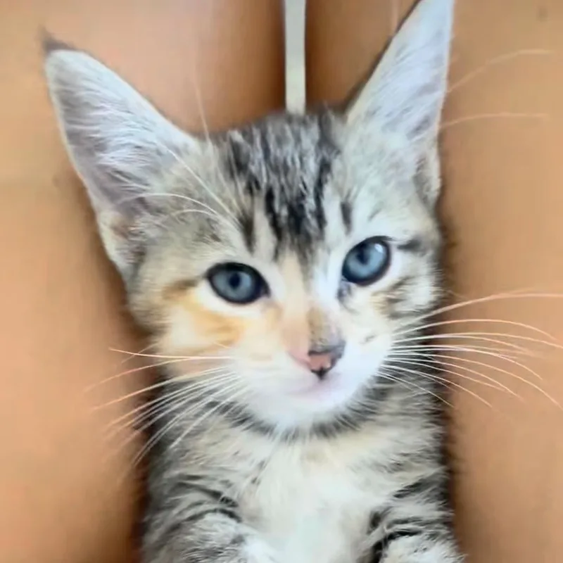 A baby medium-sized female Calico Domestic Short Hair cat named Pumpkin for adoption in Santa Ana, CA