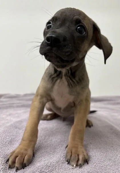 A young large-sized male Pit Bull Terrier dog named Shrimp for adoption in Phoenix, AZ