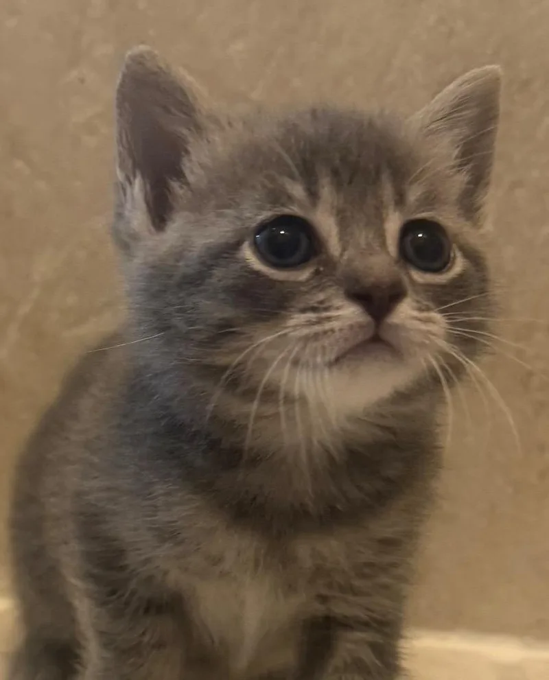 A baby medium-sized female Domestic Short Hair cat named Vespa for adoption in Evans, GA