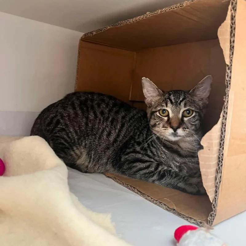 A young small-sized male Buff / Tan / Fawn Domestic Short Hair cat named Imax for adoption in Long Island City, NY