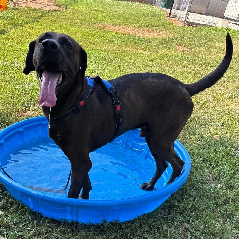An adult medium-sized male Brown / Chocolate Chocolate Labrador Retriever dog named PimentoBruno for adoption in Greenville, SC