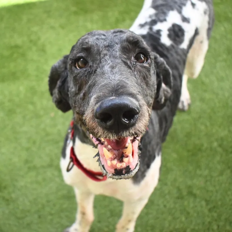 An adult medium-sized male Poodle dog named Oreo for adoption in Saint Petersburg, FL