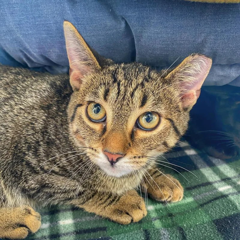 An adult large-sized female Black Domestic Short Hair cat named Penelope for adoption in Deerfield, IL