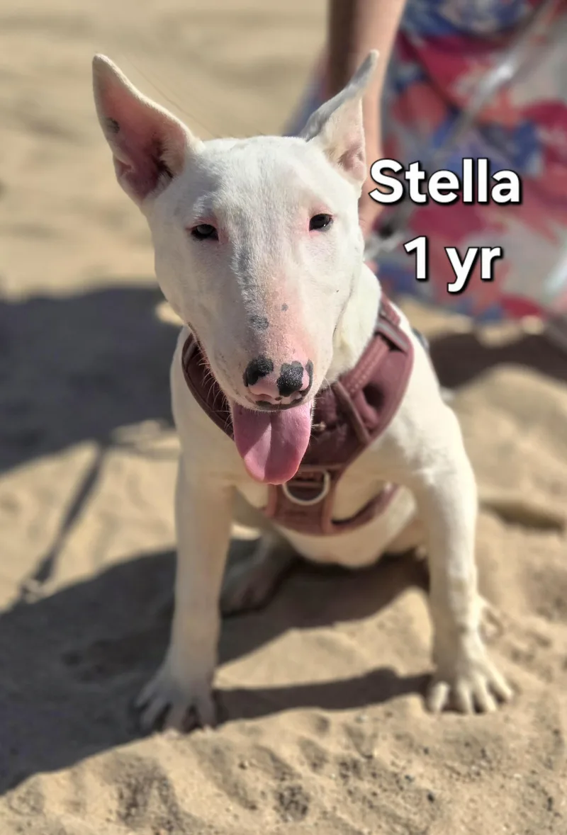Stella