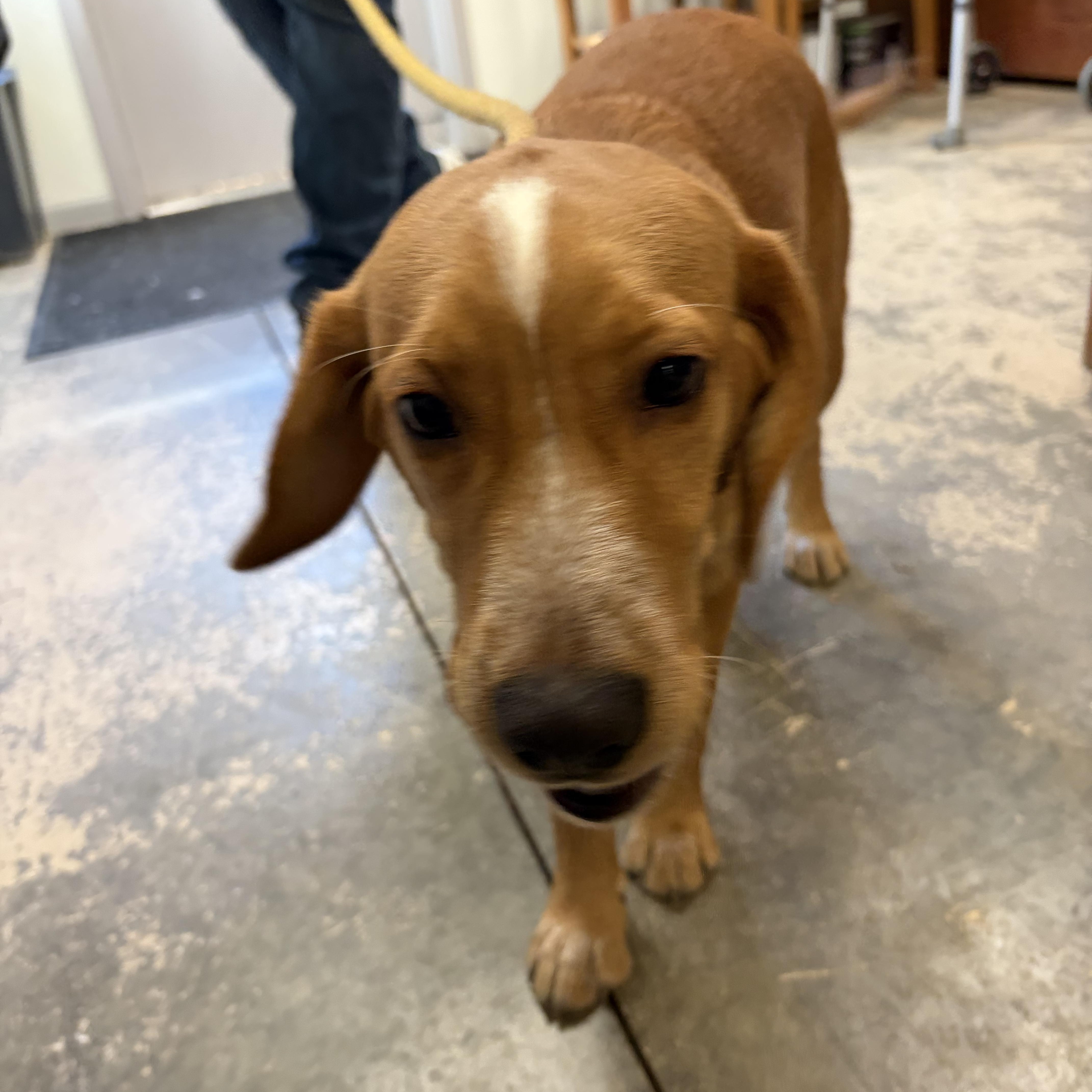 A baby medium-sized female Golden Mixed Breed dog named Roxy for adoption in Saint Marys, PA