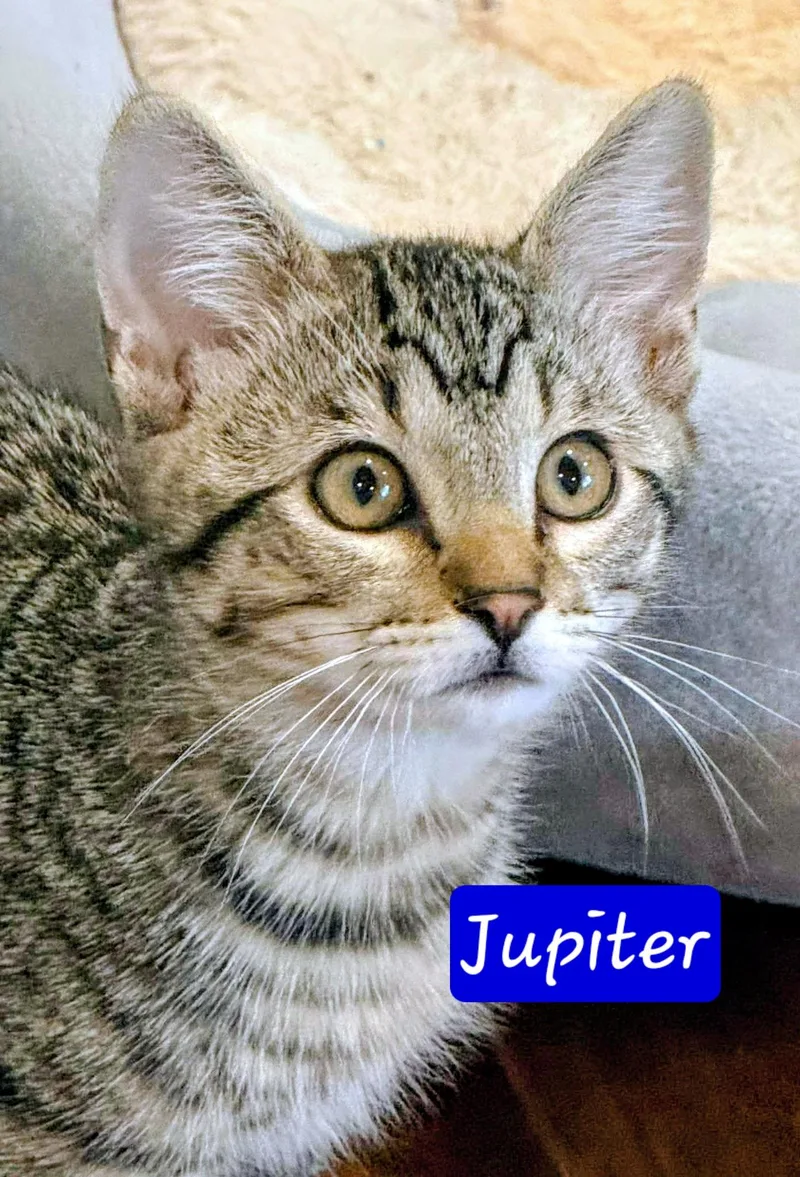 Jupiter thumbnail 2