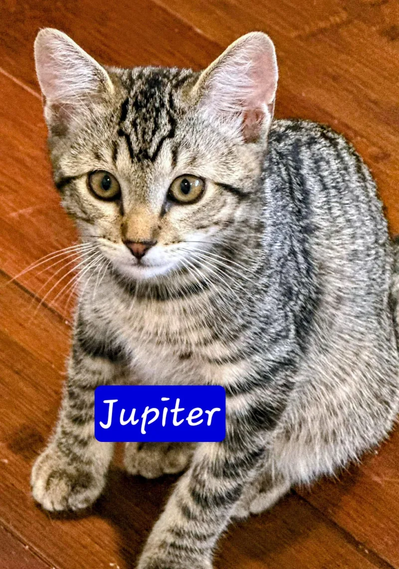 Jupiter thumbnail 3