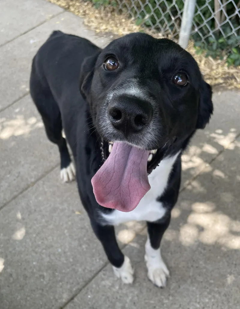 A young medium-sized male Black Border Collie dog named Eastland for adoption in Mount Sterling, KY