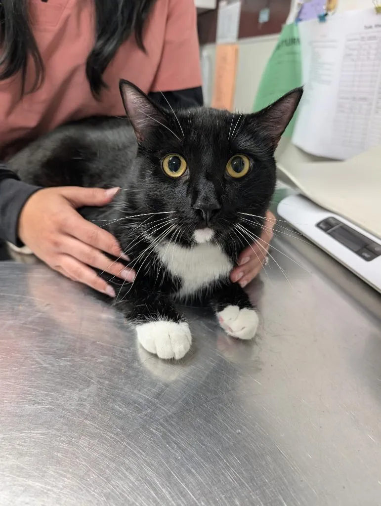 A young medium-sized male Domestic Short Hair cat named Bonsai for adoption in Fall River, MA