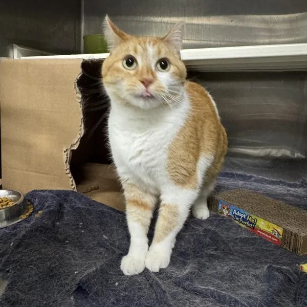 An adult small-sized female Domestic Short Hair cat named Peaches for adoption in Des Moines, IA