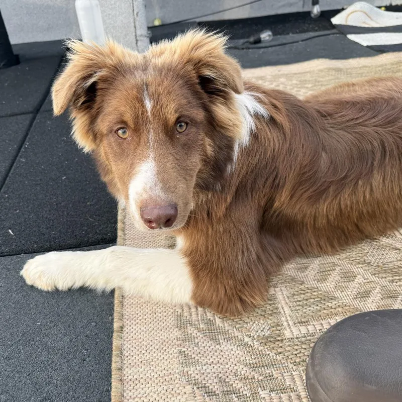 A young medium-sized male Brown / Chocolate Australian Shepherd dog named Beacon for adoption in Brooklyn, NY