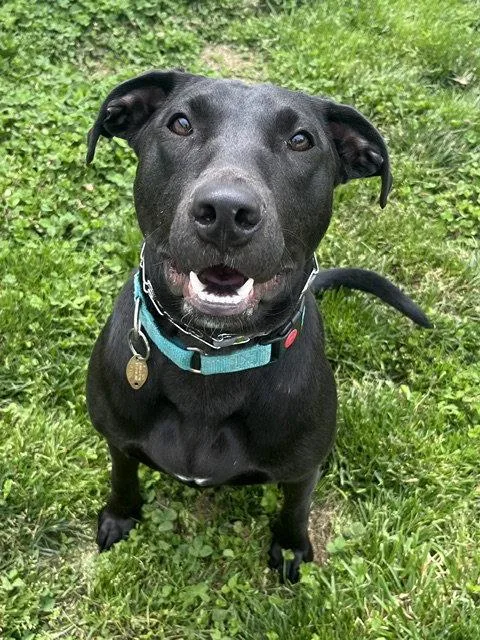 A young medium-sized male Labrador Retriever dog named Ace for adoption in Blackwood, NJ