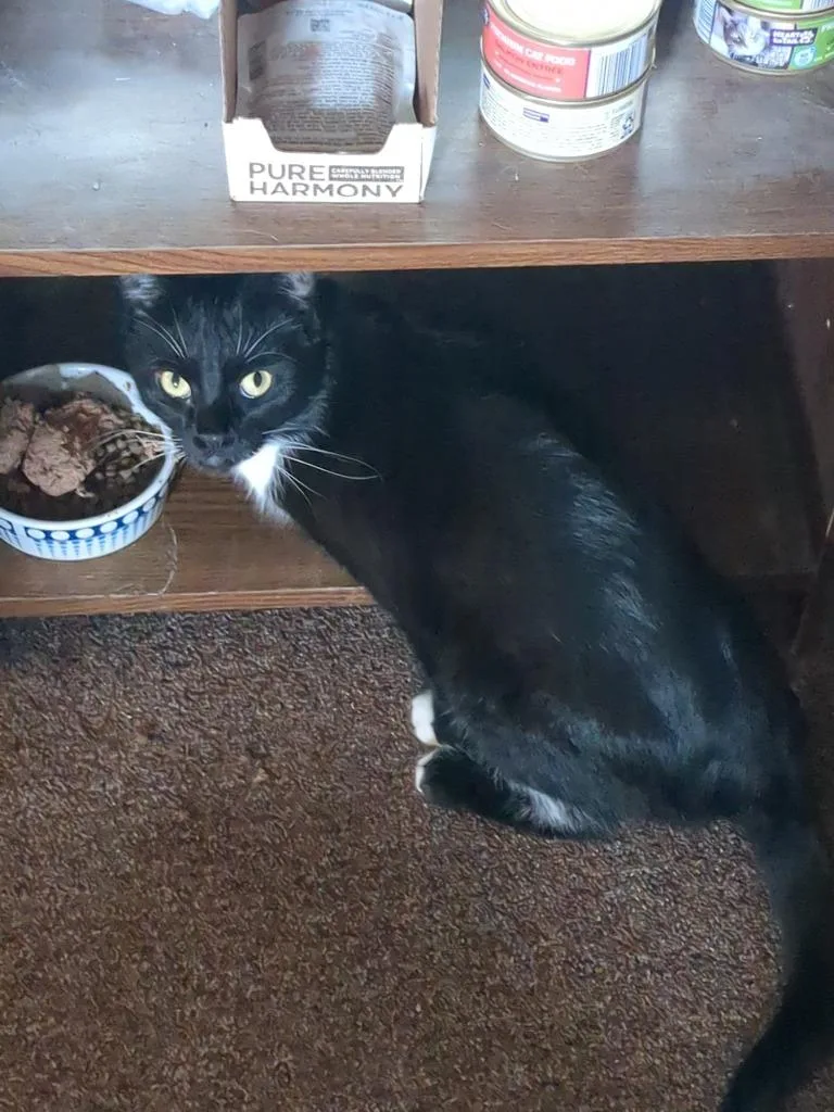 An adult medium-sized female Domestic Short Hair cat named Dyna Courtesy Listing for adoption in Peru, NY