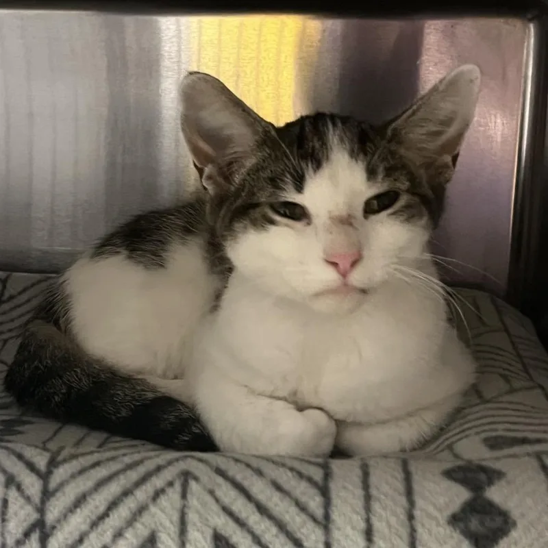 A baby small-sized male Brown / Chocolate Domestic Short Hair cat named Vinny for adoption in Grand Rapids, MI