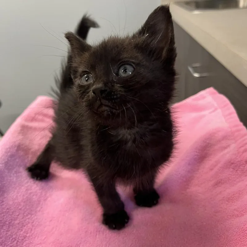 A baby small-sized male Black Domestic Short Hair cat named Gucci for adoption in Oak Park, IL