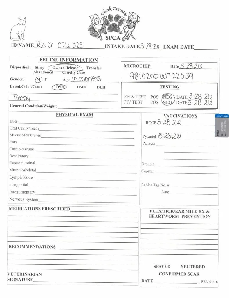 A baby large-sized male Domestic Short Hair cat named River for adoption in Springfield, OH