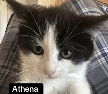 A baby small-sized female Domestic Short Hair cat named Athena for adoption in Sacramento, CA