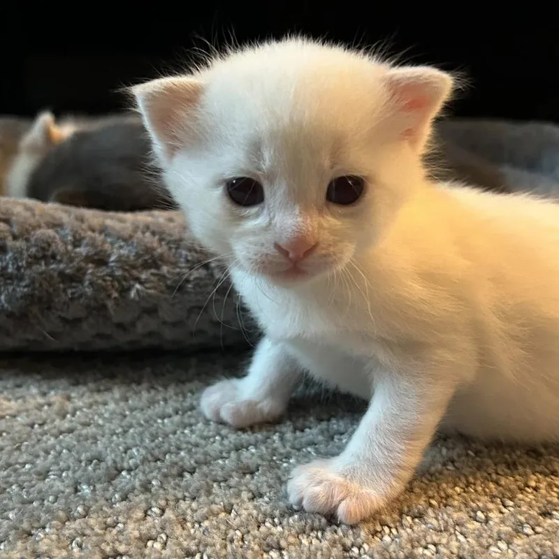 A baby small-sized male White Domestic Medium Hair cat named Finn for adoption in Davison, MI
