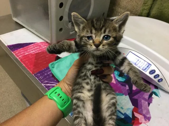 A baby small-sized female Domestic Short Hair cat named Mustard for adoption in Riverside, CA