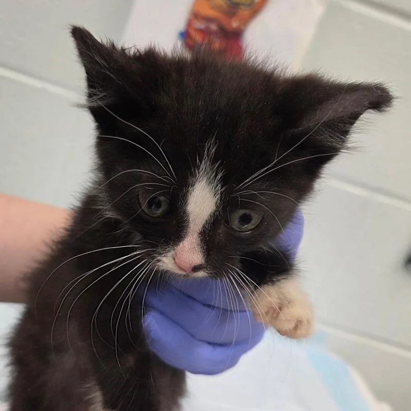 A baby small-sized male Black Domestic Short Hair cat named Jack for adoption in Chattanooga, TN